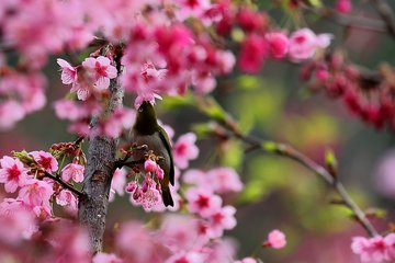 201803121438374241.jpg t01e5d333895b46b2ff.jpg